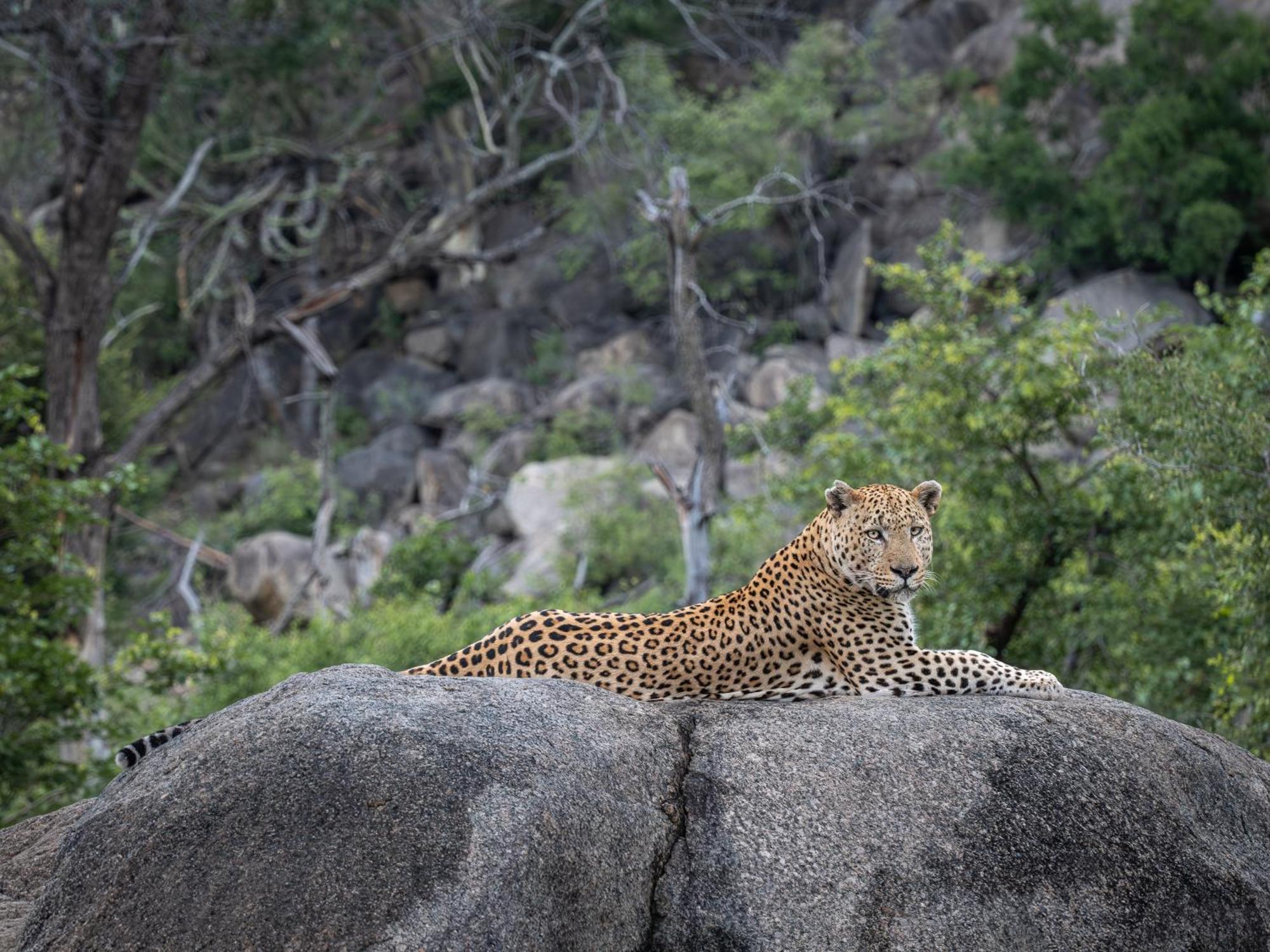 Nyati Safari Lodge Худспрут Экстерьер фото