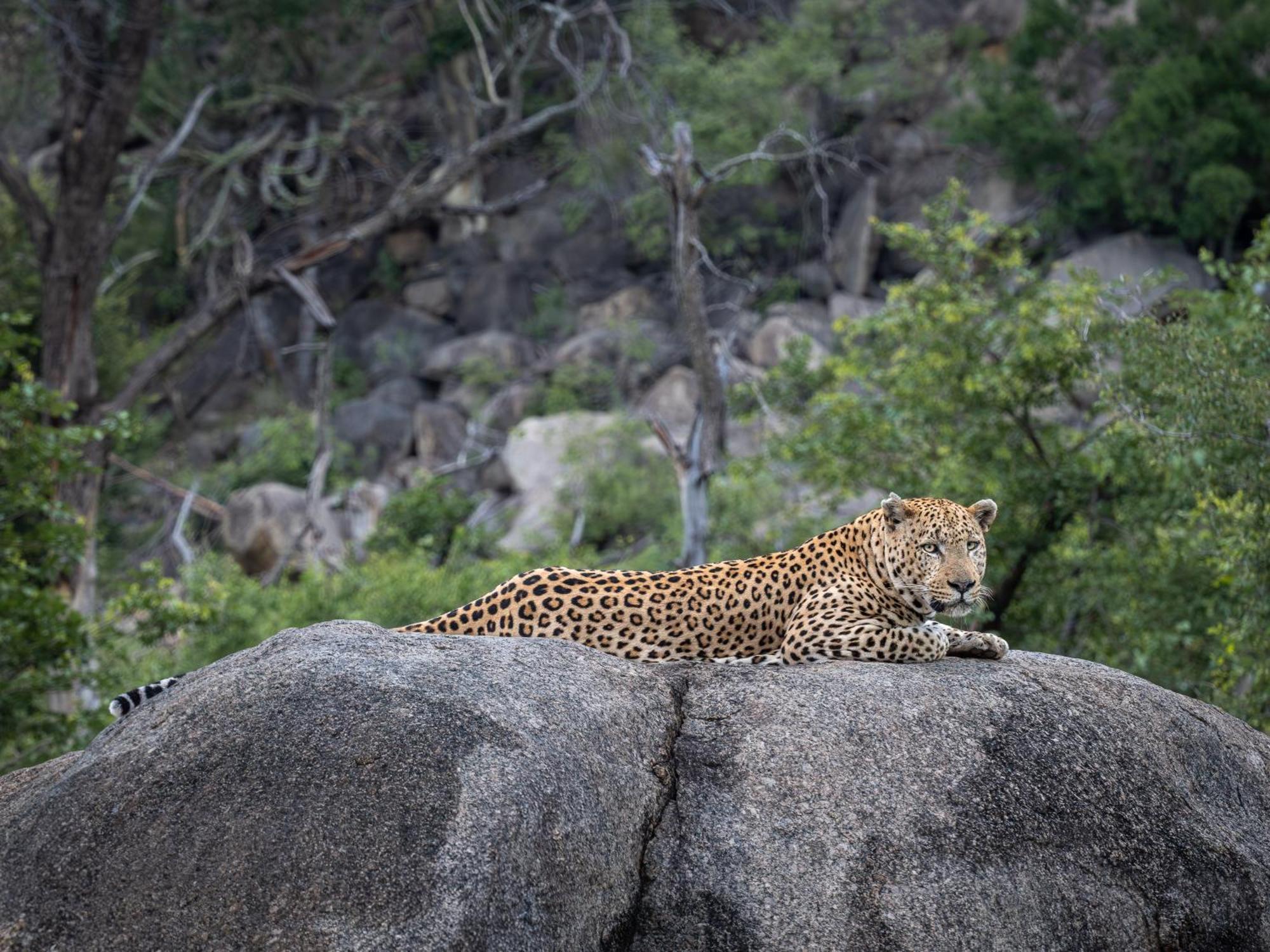 Nyati Safari Lodge Худспрут Экстерьер фото